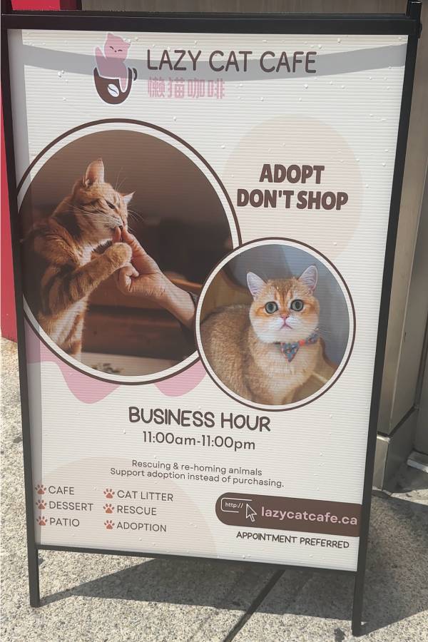 Pawsome location opening: Lazy Cat Café has the purrfect adoptable company downtown | Ouverture d’une nouvelle location miaou-gnifique: Le Lazy Cat Café a des compagnons à adopter purrfaits au&nbsp;centre-ville