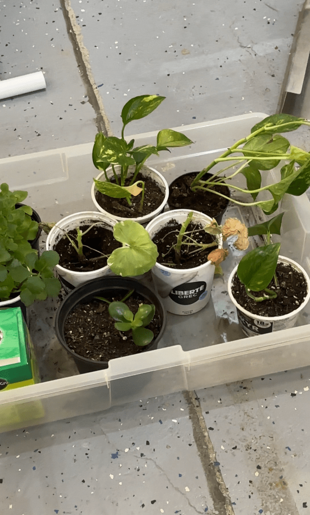 Plants | Des plantes