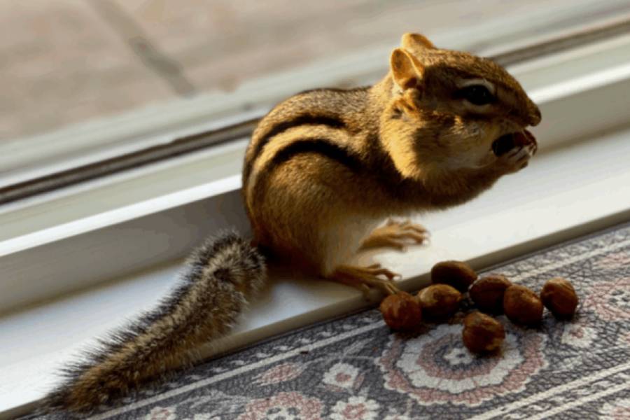 A furry chipmunk eating a nut, with 7 nuts on the floor.