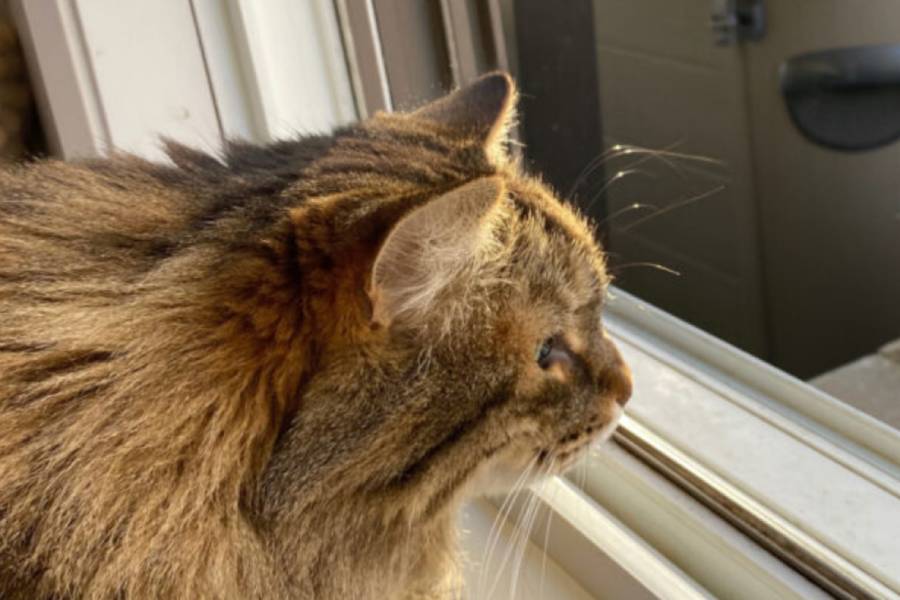 Felix the cat is staring outside, curious whether a chipmunk would appear.