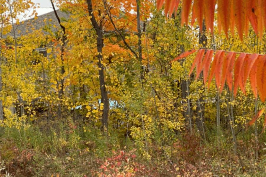 Red, yellow and green trees in a forest with a view of my backyard.